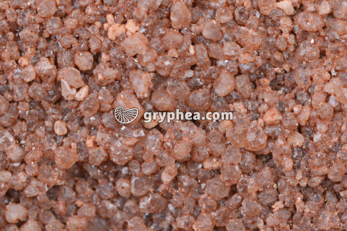 Grès rose macro x3 - gryphea.org